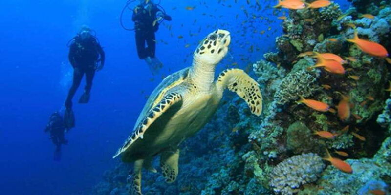 snorkeling-trip-from-polhena-beach-matara-sri-lanka