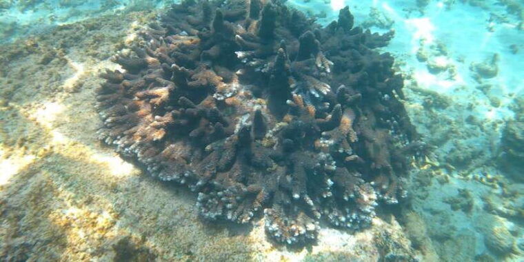 snorkeling-trip-from-polhena-beach-matara-sri-lanka