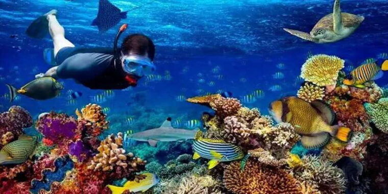 snorkeling-trip-from-polhena-beach-matara-sri-lanka