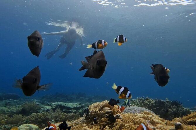 Snorkeling Trip Gili Gede, Asahan, Rengit, Layar and Goleng - Insights from Reviewers