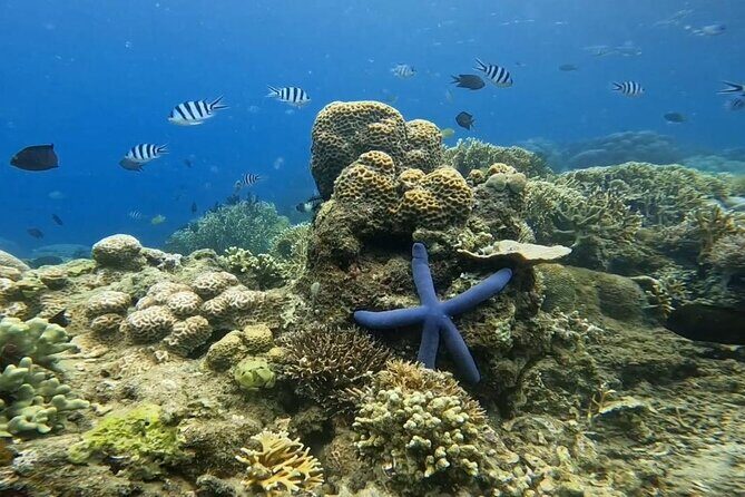 Snorkeling Trip Gili Gede, Asahan, Rengit, Layar and Goleng - Final Thoughts