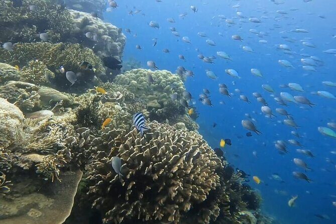 Snorkeling Trip Gili Gede, Asahan, Rengit, Layar and Goleng - Who Should Book This Tour?