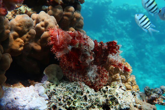 Snorkeling trip in Red Sea - Key Points