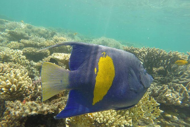 Snorkeling Trip to Utopia Island in Safaga from Luxor - The Experience in Detail