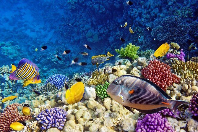 Snorkeling Trip to Utopia Island in Safaga from Luxor - Who Would Love This Tour?