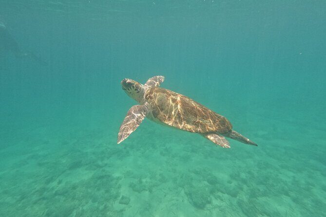 snorkeling ,Turtle Watching in Cyprus - Who Would Love This Experience?