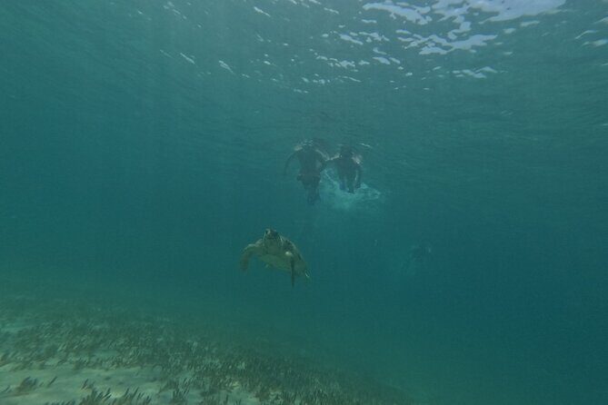 snorkeling ,Turtle Watching in Cyprus - Frequently Asked Questions