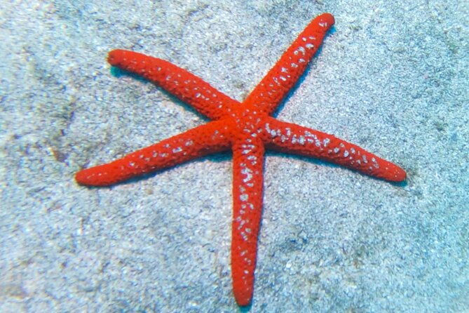 snorkeling-with-a-professional-instructor-in-tenerife