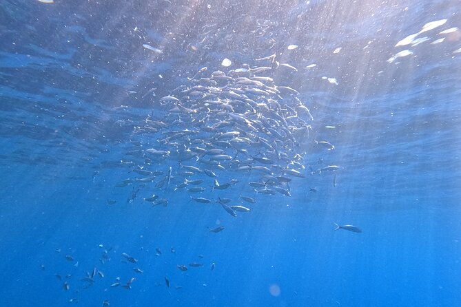 snorkeling-with-a-professional-instructor-in-tenerife