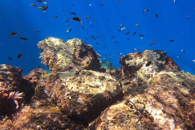 snorkeling-with-a-professional-instructor-in-tenerife
