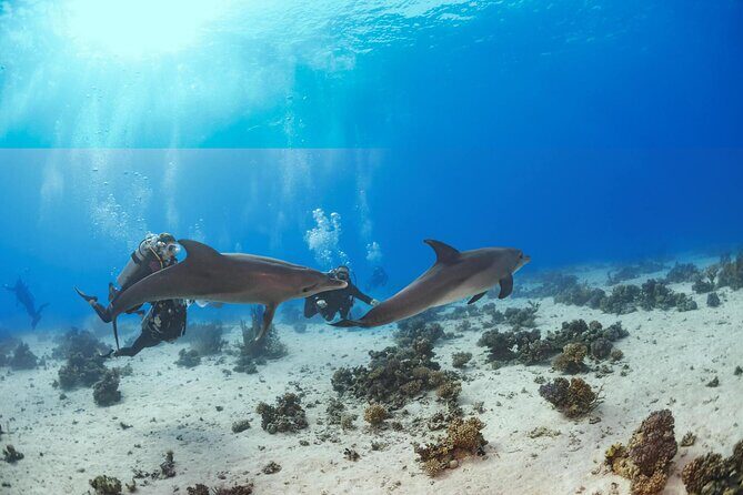 Snorkeling with Dolphins at Dolphin House Boat Trip in Hurghada - An Honest Look at the Itinerary