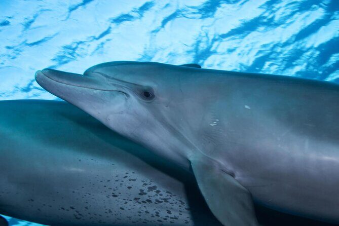 Snorkeling with Dolphins at Dolphin House Boat Trip in Hurghada - Lunch and Refreshments