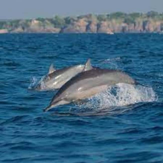 Snorkeling with Dolphins in Trincomalee - Key Points