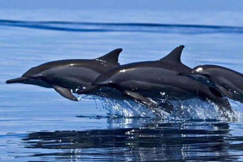 Snorkeling with Dolphins in Trincomalee - Introduction to the Experience