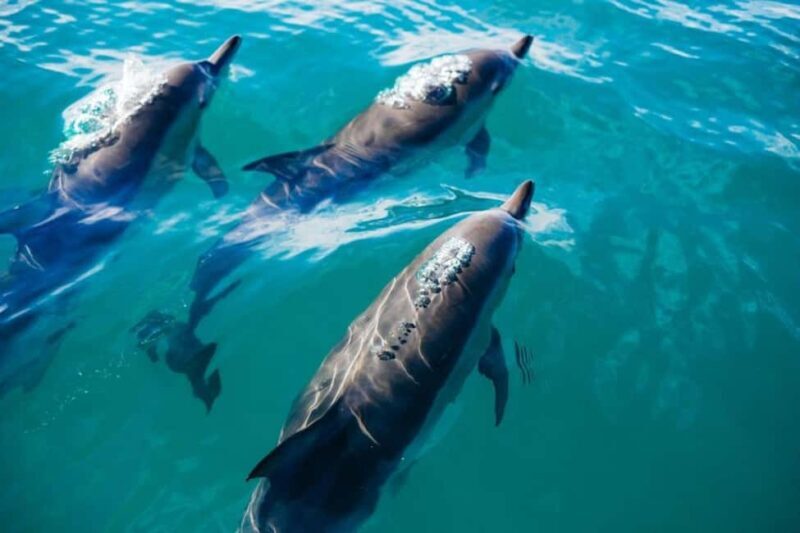 Snorkeling with Dolphins in Trincomalee - Practical Details