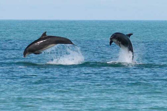 Snorkeling with Dolphins & Lunch In Sataya Reefs From Marsa Alam - Key Points