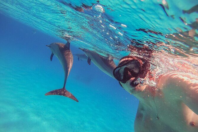 Snorkeling with Dolphins & Lunch In Sataya Reefs From Marsa Alam - Final Thoughts: Is It Worth It?