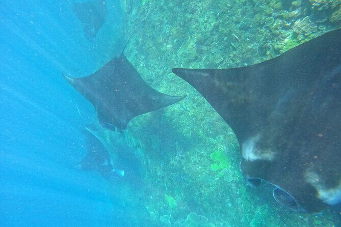 Snorkeling With Manta Rays in Nusa Penida and 4 Other Spots - Key Points