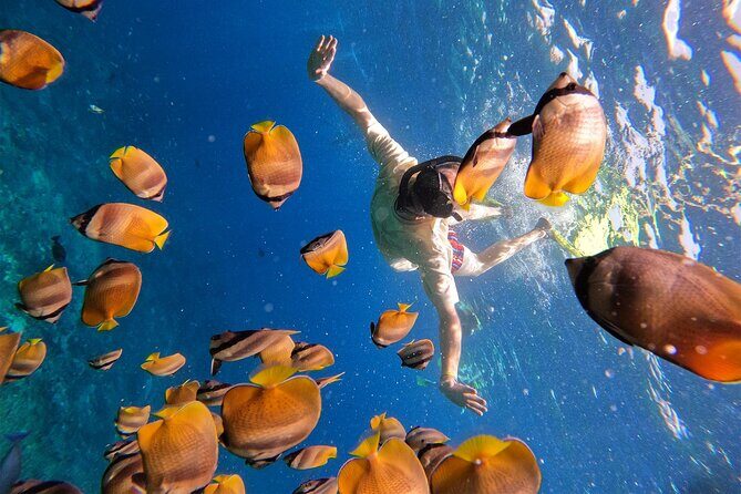 Snorkeling with Manta Rays in Their Habitat with Manta Point - Frequently Asked Questions