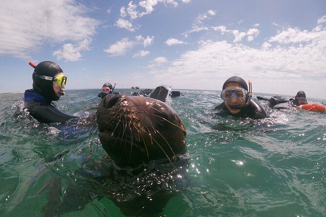 snorkeling-with-sea-lions-and-wildlife-adventure