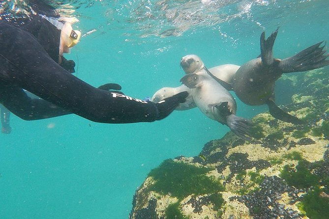 snorkeling-with-sea-lions