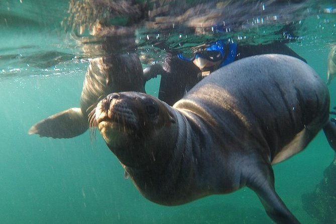 snorkeling-with-sea-lions