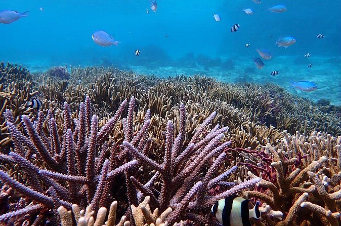 Snorkeling with Sea Turtle - FAQs