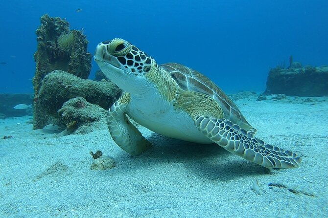 snorkeling-with-sea-turtles-2