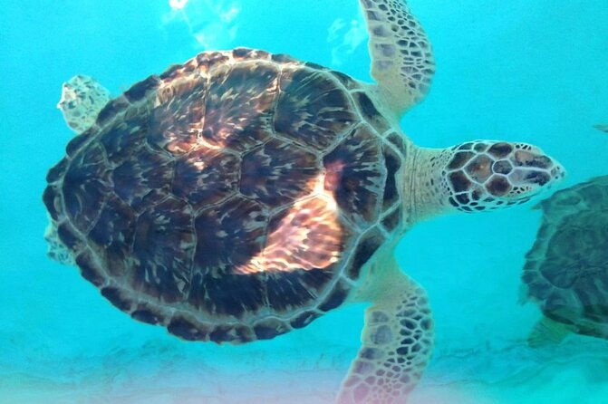 snorkeling-with-the-turtles