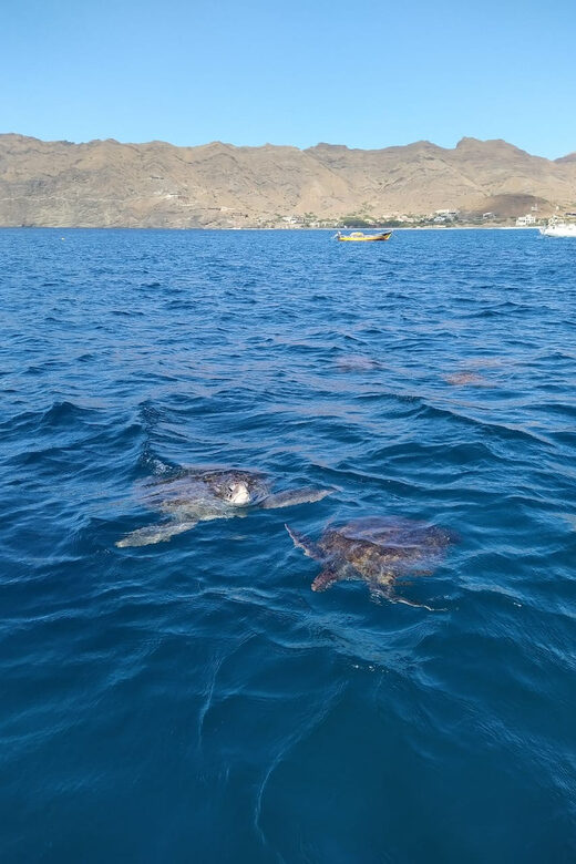 Snorkeling with turtles at Sao Pedro's Beach - Key Points