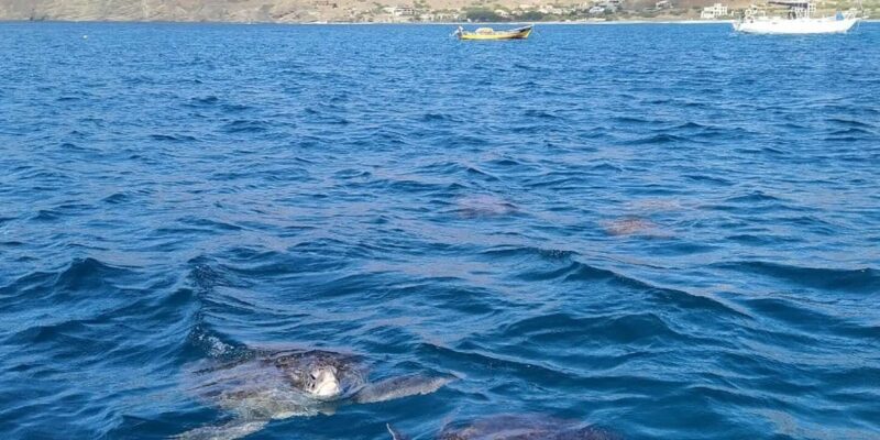 Snorkeling with turtles at Sao Pedro's Beach - An Honest Look at the Snorkeling with Turtles Tour in São Pedro
