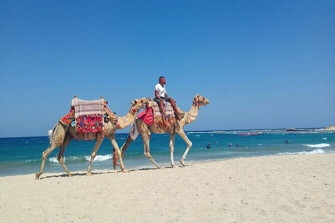 Snorkeling with Turtles - Experience in Abu Dabbab - Why This Tour Is Worth It