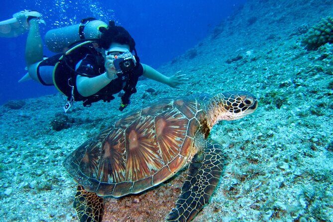 Snorkeling with Turtles - Experience in Abu Dabbab - FAQ
