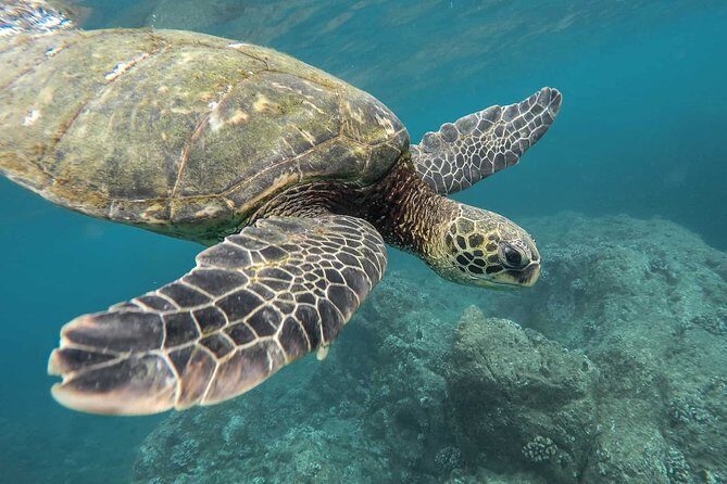 Snorkeling with Turtles in Mirissa - Exploring What You Can Expect from This Tour