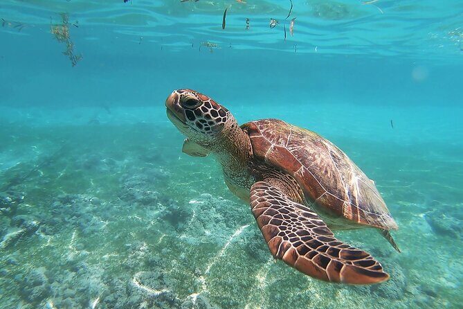 Snorkeling with Turtles in Mirissa - Why This Tour Works