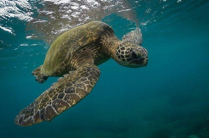 Snorkeling with Turtles in Mirissa - FAQs