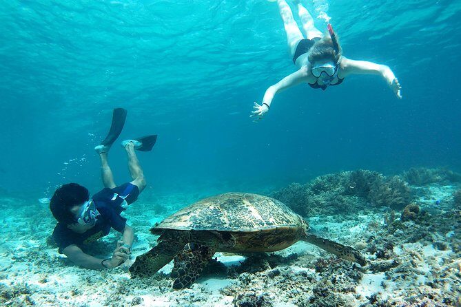 Snorkeling with Turtles on Gili Trawangan - Snorkeling with Turtles on Gili Trawangan: An In-Depth Review