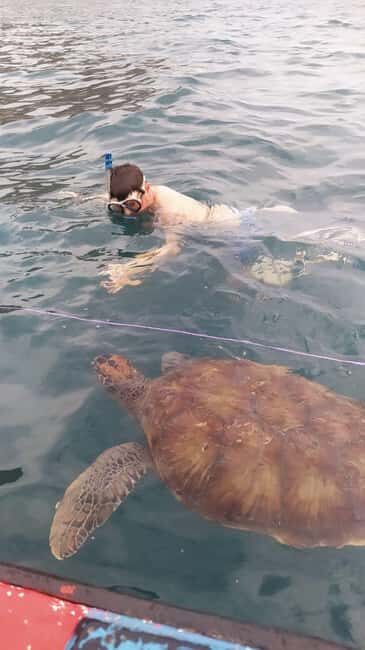 Snorkeling with Turtles - Key Points