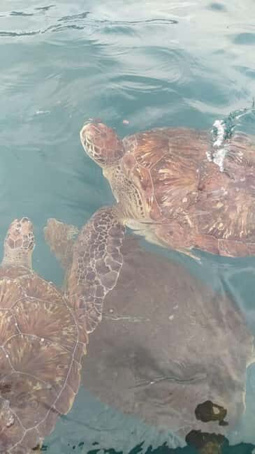 Snorkeling with Turtles - The Guides and Group Dynamics