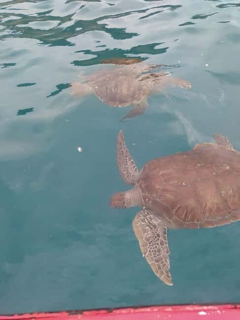 Snorkeling with Turtles - Additional Considerations