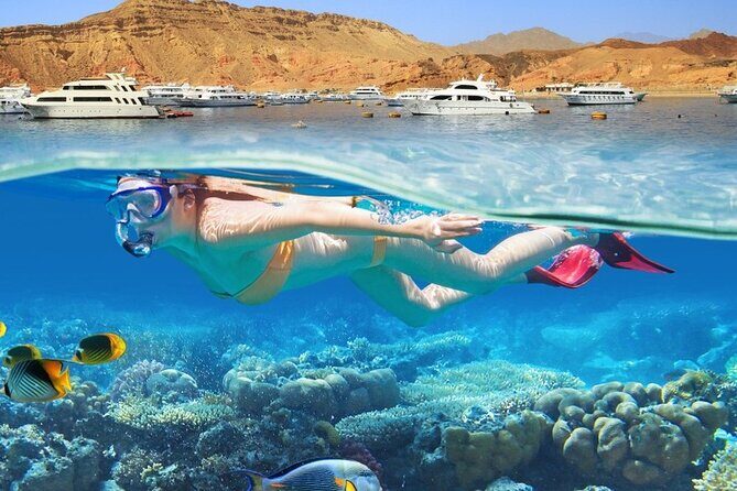 Snorkelling Adventure with Dugongs and Turtles in Marsa Mubarak - Key Points
