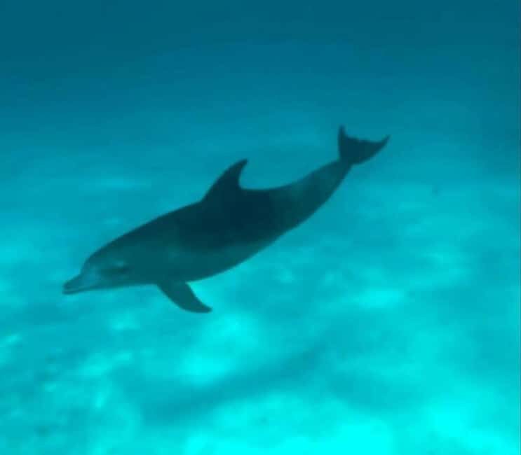 Snorkelling and Dolphin Watching at Mnemba Island - Key Points