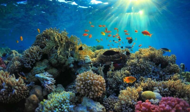 Snorkelling and Dolphin Watching at Mnemba Island - An In-Depth Look at the Mnemba Island Snorkelling and Dolphin Tour