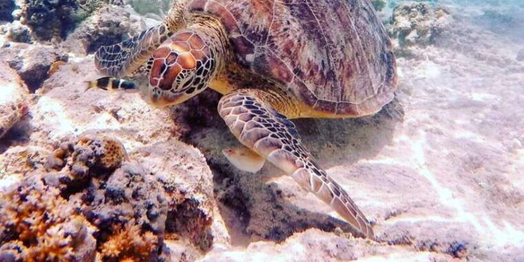 snorkelling-gili-trawangan-gili-air-gili-meno-from-lombok