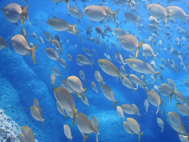 snorkelling-marine-biology-experience-in-the-cinque-terre