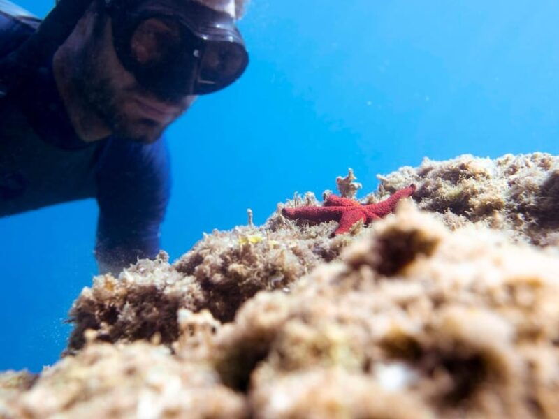snorkelling-marine-biology-experience-in-the-cinque-terre