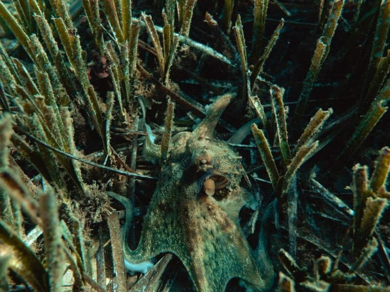 snorkelling-marine-biology-experience-in-the-cinque-terre