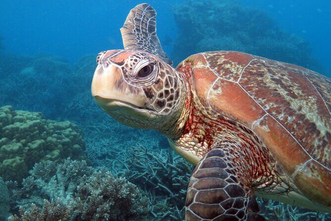 Snorkelling or Glass Bottom Boat at Green Island from Cairns - Review Highlights and Authentic Insights