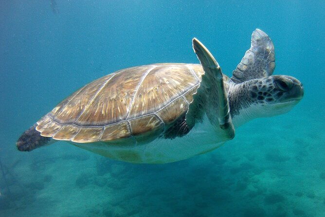 snorkelling-safari-in-a-turtle-area