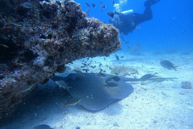 Snorkelling tours to Daymaniyat island - An Honest Look at the Daymaniyat Islands Snorkeling Tour